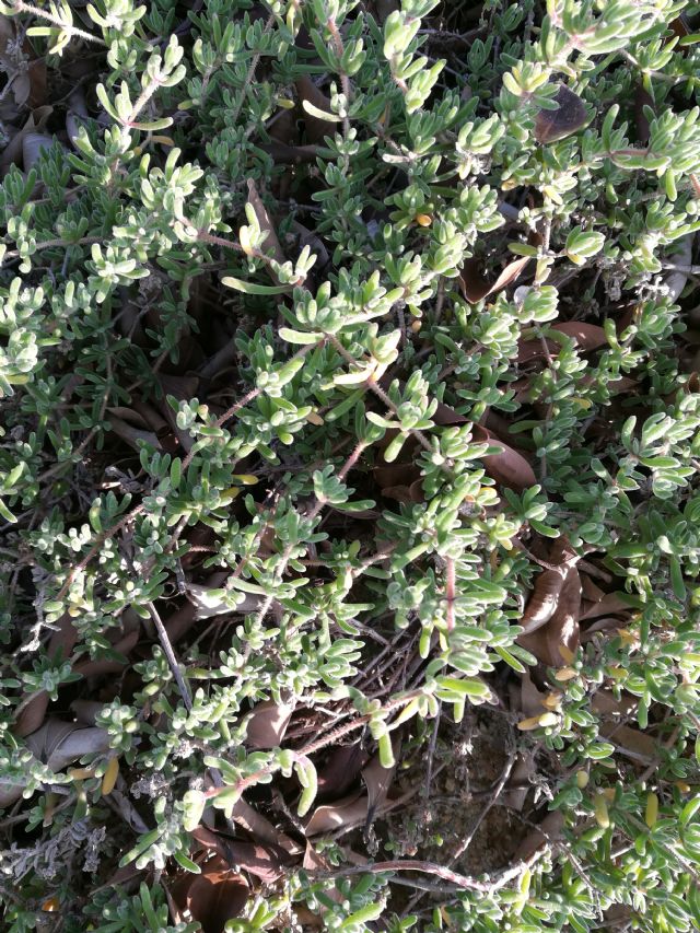 Delosperma?  Drosanthemum floribundum (Aizoaceae)